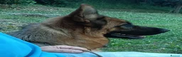 Pastore Tedesco cani in vendita: Pastori Tedeschi - Annuncio 9