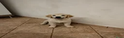 Golden Retriever cani in vendita: Ultimi 2 cuccioli Golden Retriever - Annuncio 6