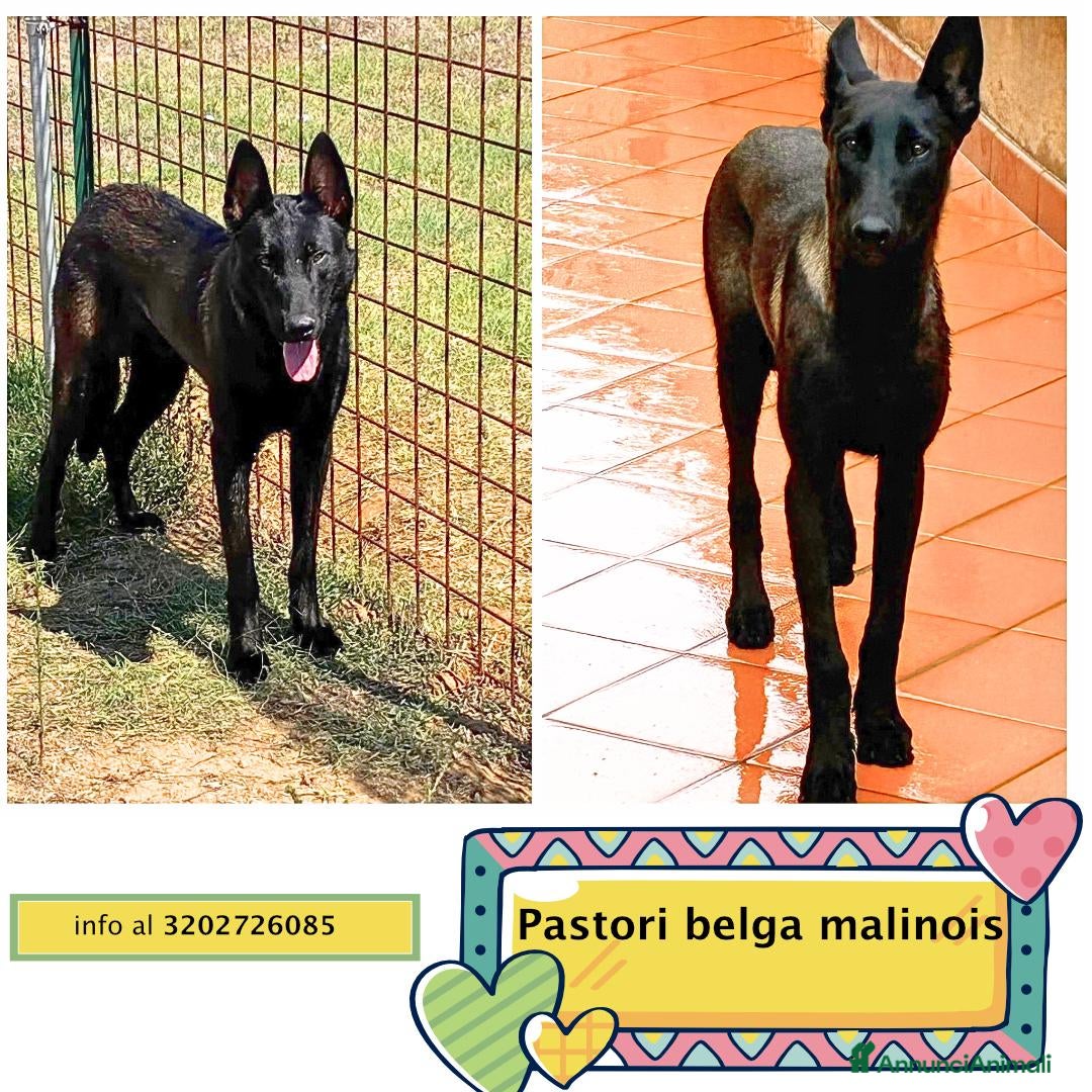 Pastore Belga cani CASH e HYDRA pastore belga malinois in adozione - Annuncio 5