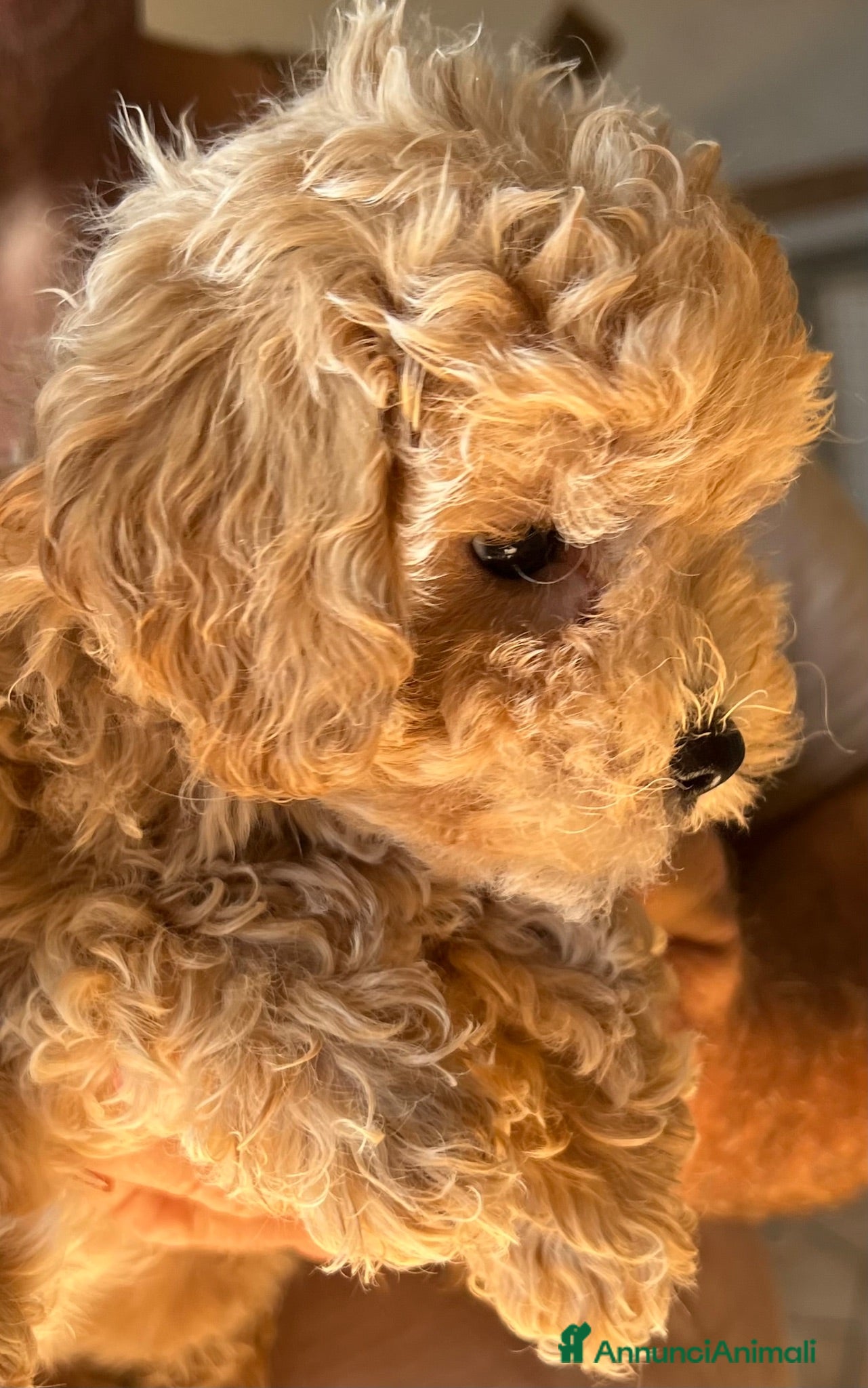Maltipoo cani in vendita: Maltipoo - Annuncio 2