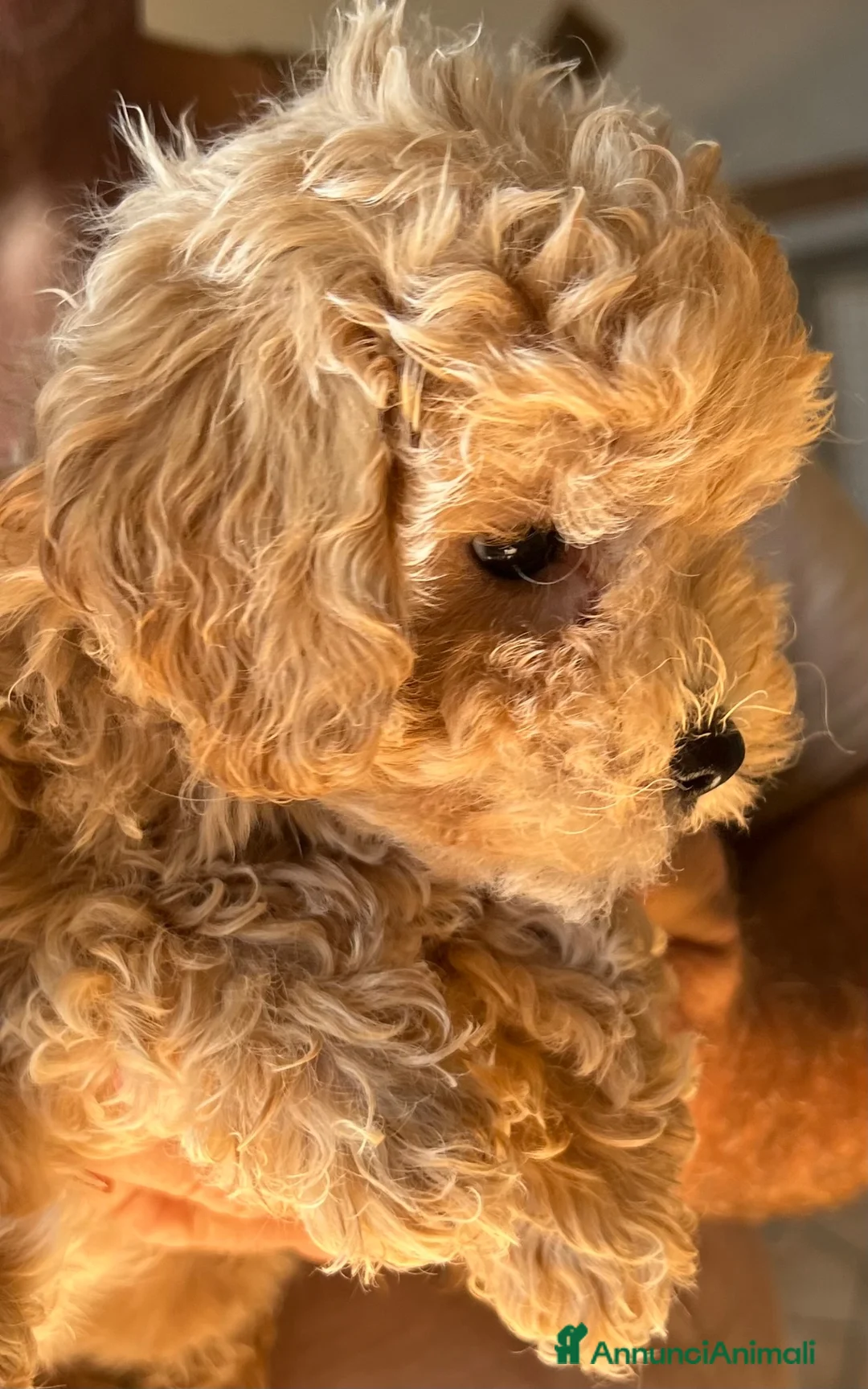 Maltipoo cani in vendita: Maltipoo - Annuncio 1