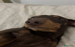 Bassotto cani in vendita: Vendo bassotto pelo raso - Annuncio 3