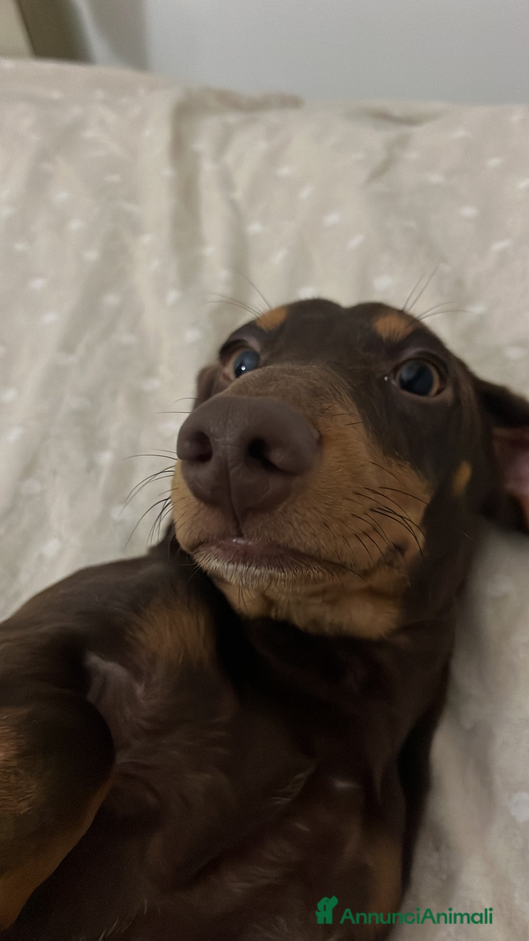 Bassotto cani in vendita: Vendo bassotto pelo raso - Annuncio 3