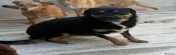 Rottweiler cani in regalo: Laila - Annuncio 3
