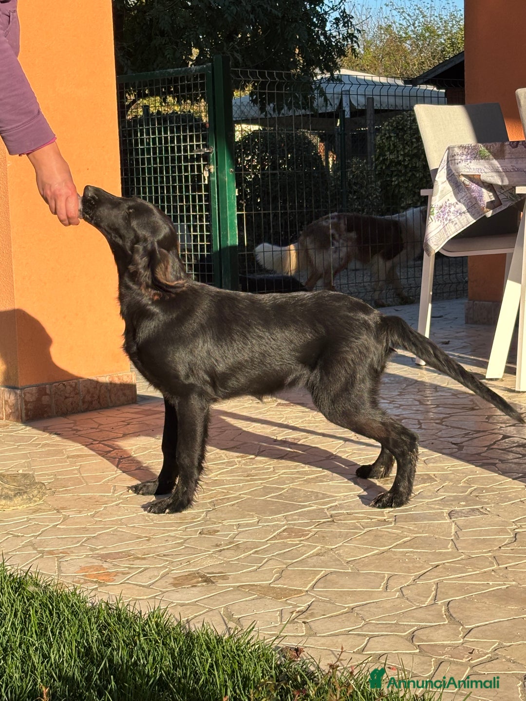 Flat Coated cani in vendita: Flat Coated Retriever - Annuncio 3