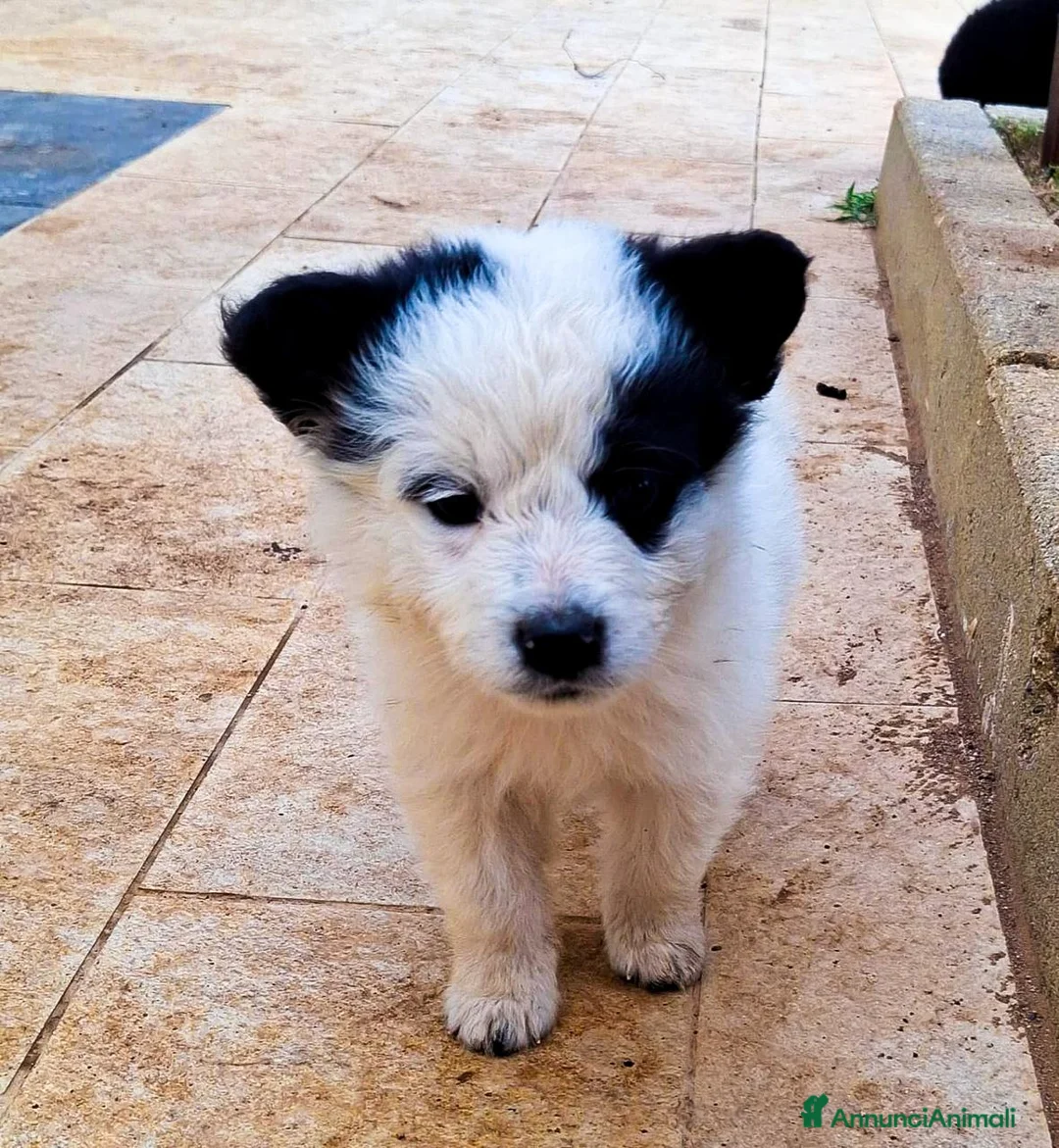 Meticcio cani in regalo: ROMOLO 💙 piccolo re, simpatica canaglia 😍 a Provincia di Cuneo - Annuncio 1