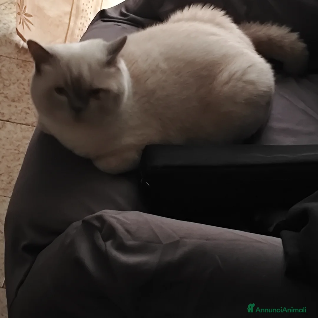 British gatti in vendita: British shorthair lilac  - Annuncio 1
