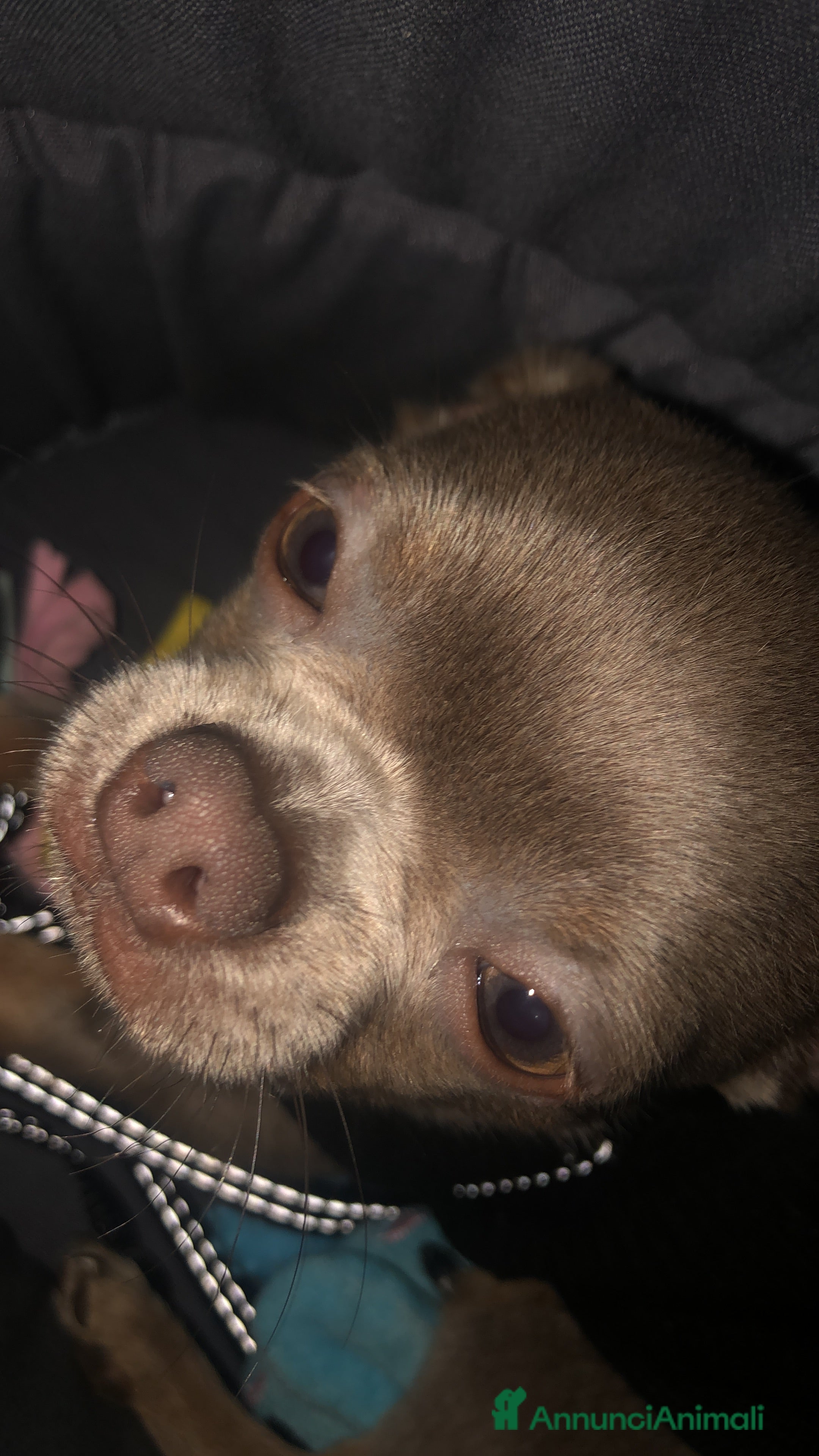 Chihuahua cani Chihuahua per accoppiamento  a Città Metropolitana di Milano - Annuncio 32