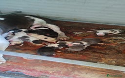 American Staffordshire cani in vendita: Amstaff a Provincia di Taranto - Immagine 3