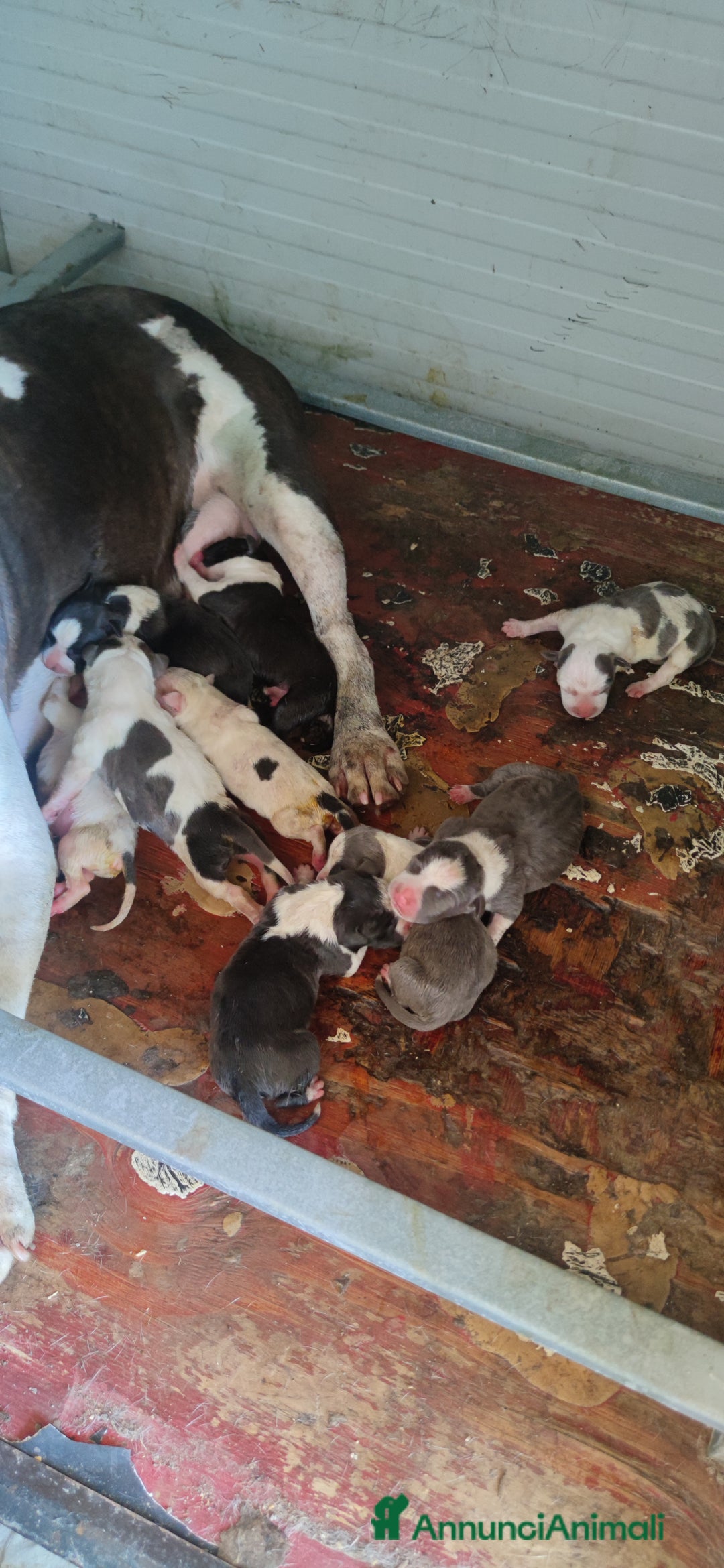 American Staffordshire cani in vendita: Amstaff a Provincia di Taranto - Immagine 3