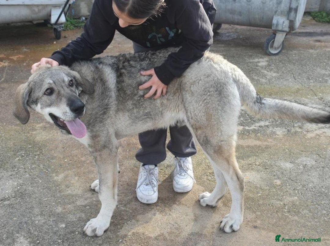 Meticcio cani in regalo: UNA MAMMA PER BALU - Annuncio 6