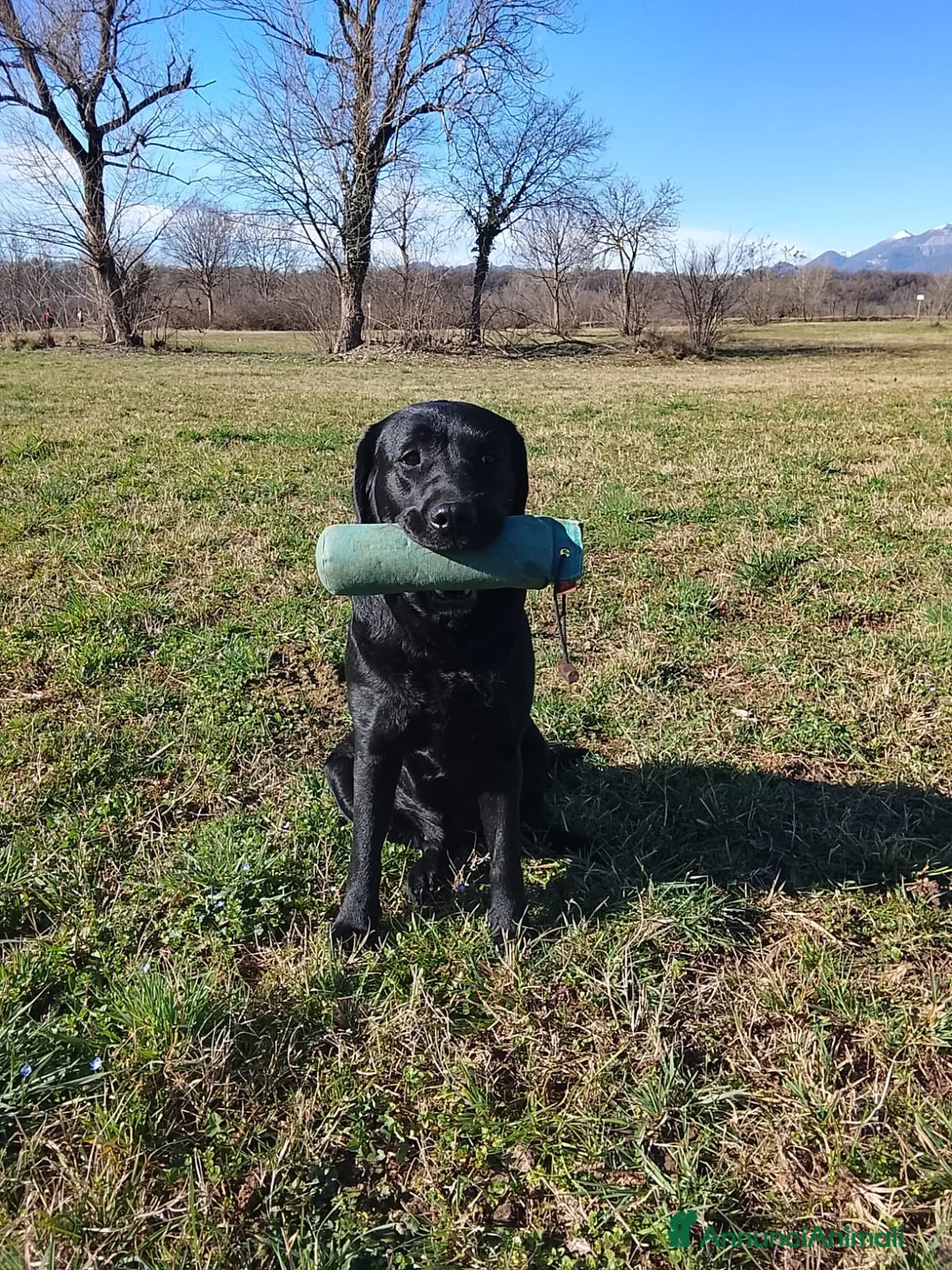 Labrador cani in vendita: Cucciolone maschio nero labrador retriever  - Annuncio 1