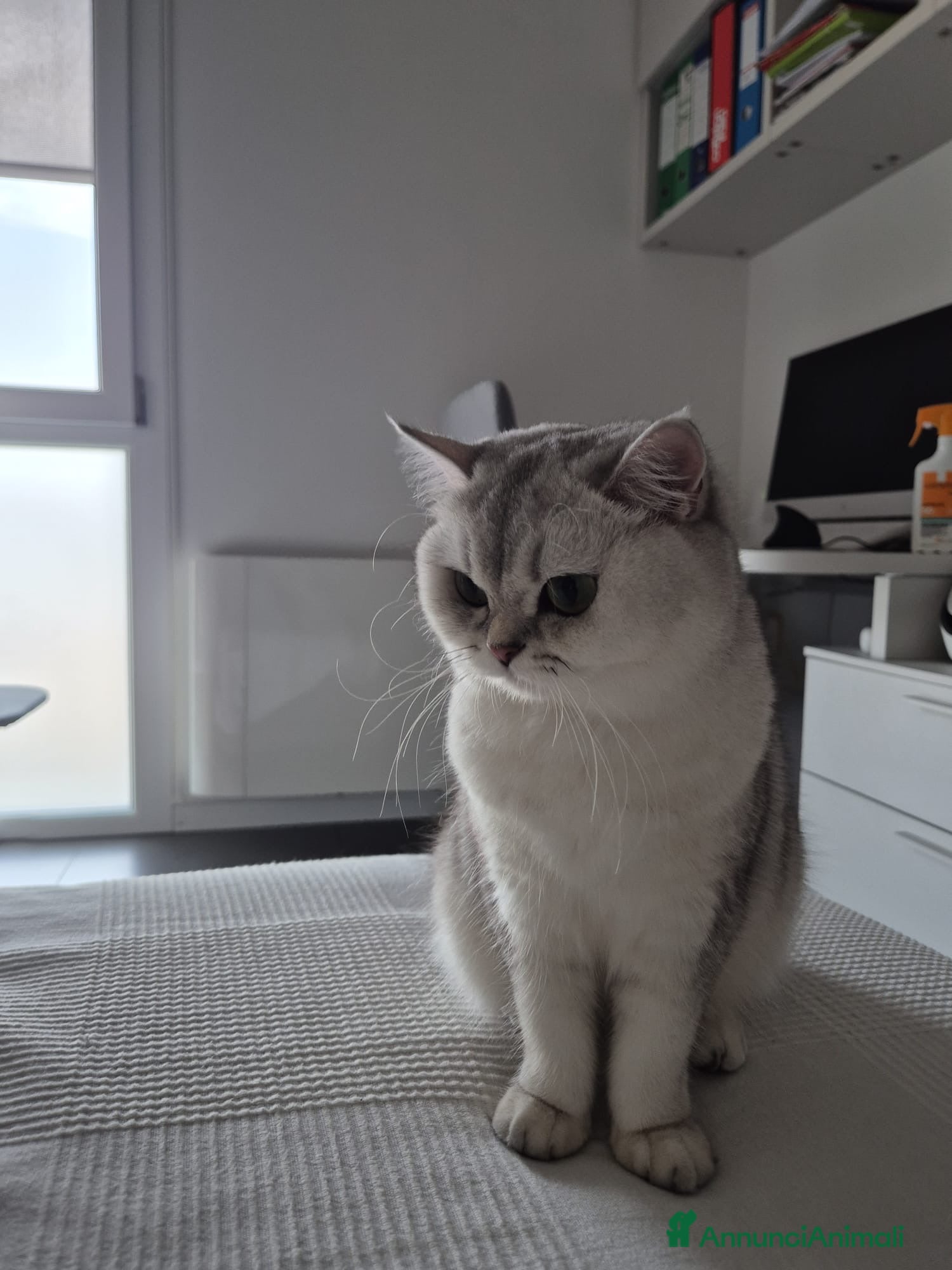 British gatti gattina cerca maschietto per accoppiamento  - Annuncio 1