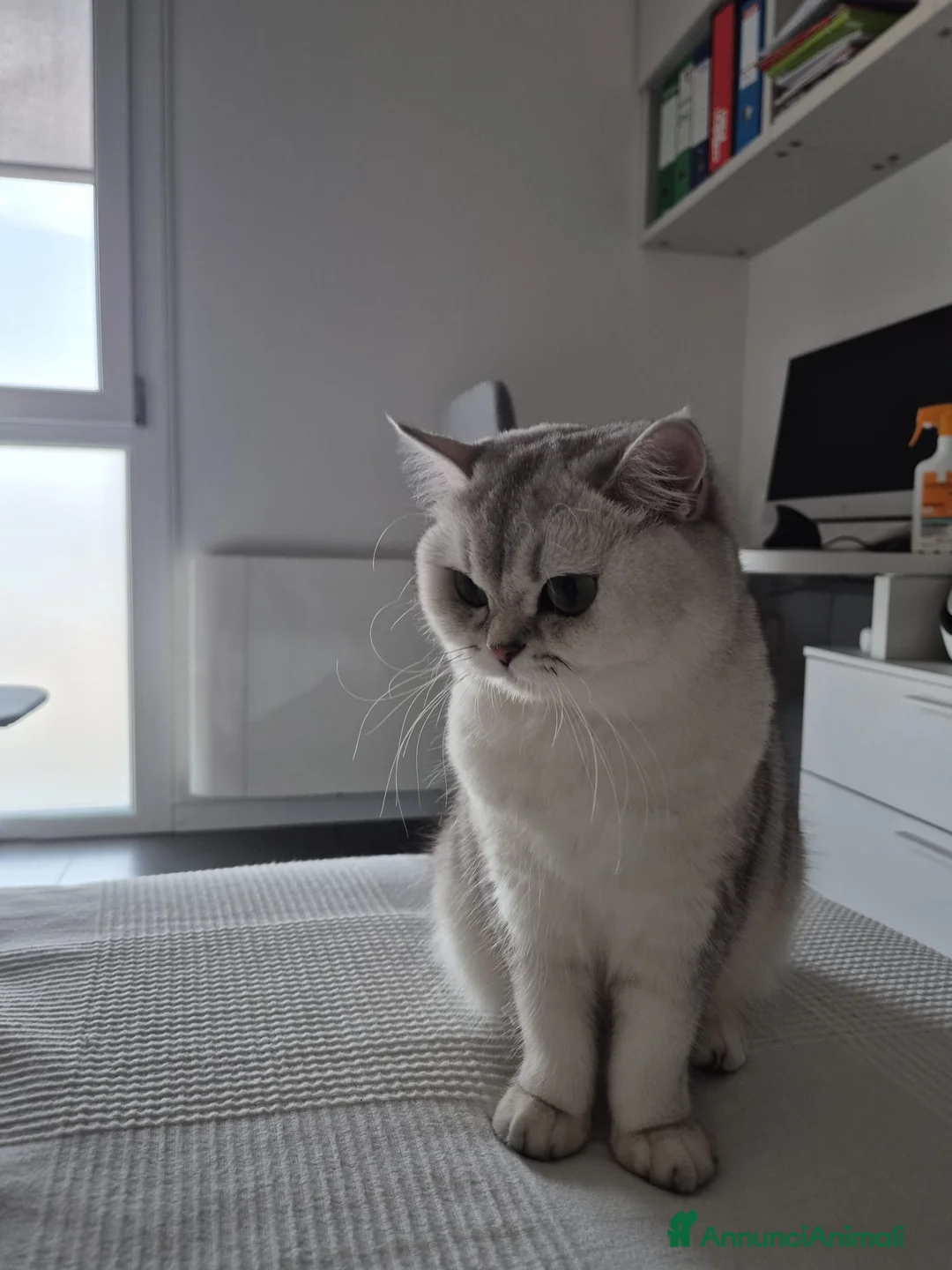 British gatti per accoppiamento: gattina cerca maschietto per accoppiamento  - Annuncio 1
