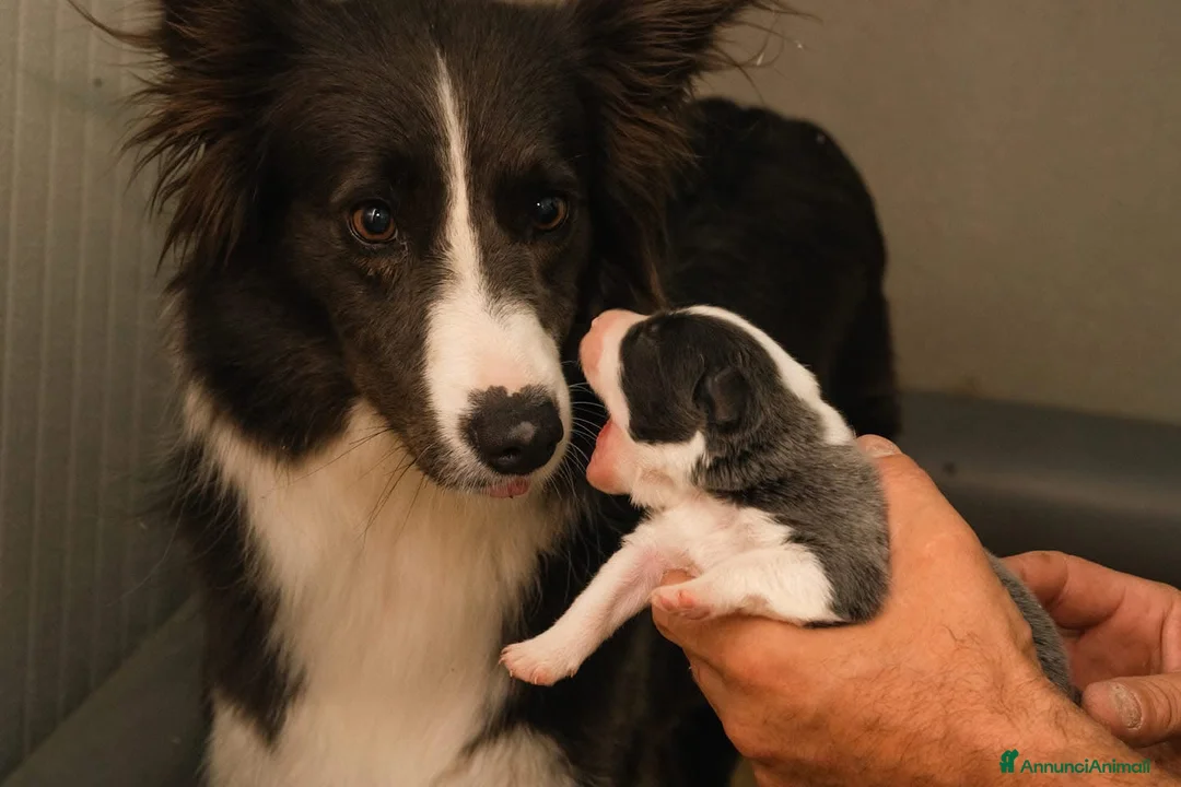 Border Collie cani in vendita: Cuccioli di Border Collie con Pedigree ENCI a Provincia di Bergamo - Annuncio 2