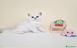 British gatti in vendita: Cuccioli British Shorthair a Villafranca di Verona - Immagine 15