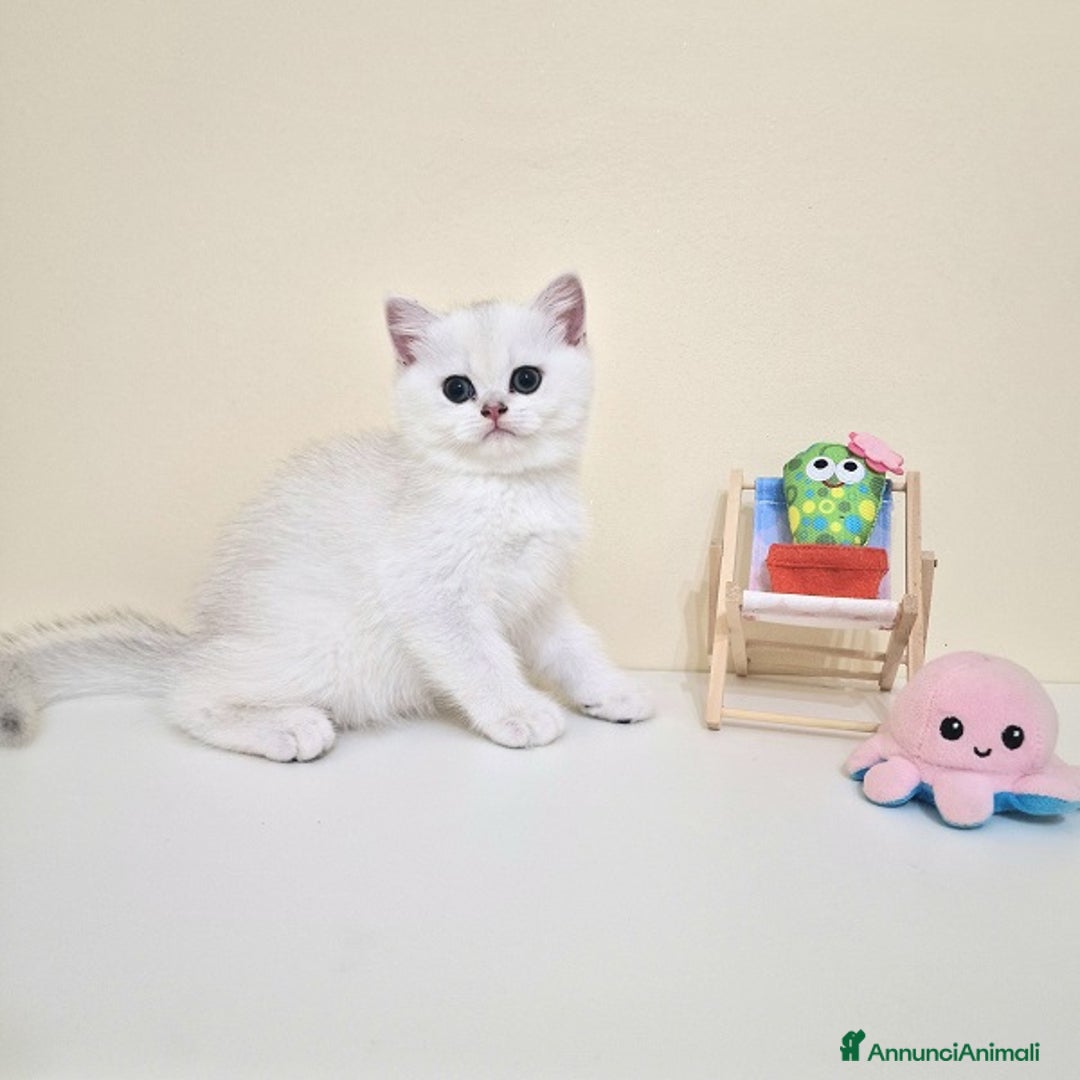 British gatti in vendita: Cuccioli British Shorthair a Villafranca di Verona - Immagine 15
