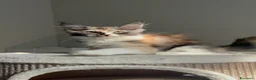 Maine Coon gatti in vendita: Maine coon con pedigree  - Annuncio 3