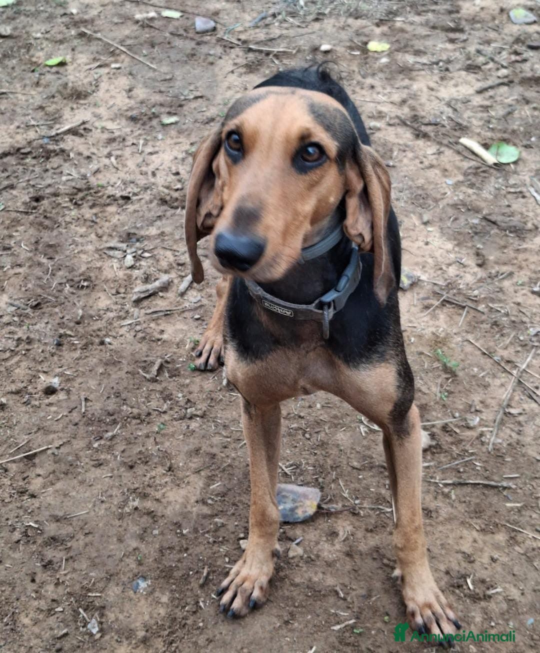 Segugio cani in regalo: BOBO 💙 - dolcissimo segugio, ama le coccole 🤗  - Annuncio 5