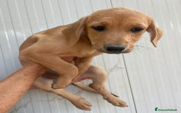 Meticcio cani in regalo: SOS SOS CUCCIOLOTTI a Provincia di Bergamo - Immagine 9