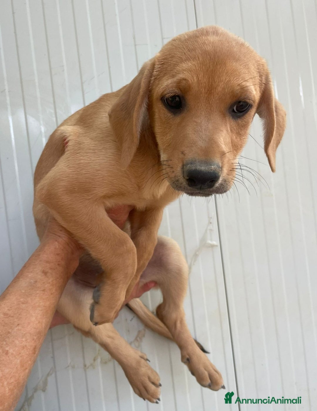 Meticcio cani in regalo: SOS SOS CUCCIOLOTTI a Provincia di Bergamo - Immagine 9
