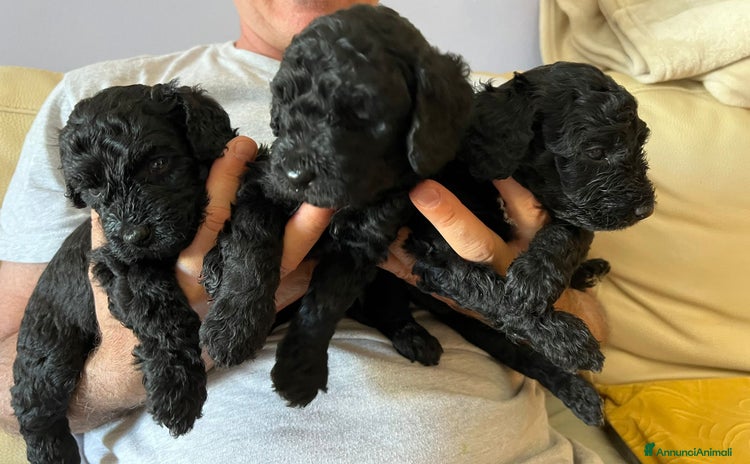 Barboncino cani a Provincia di Reggio Emilia - Annuncio 11