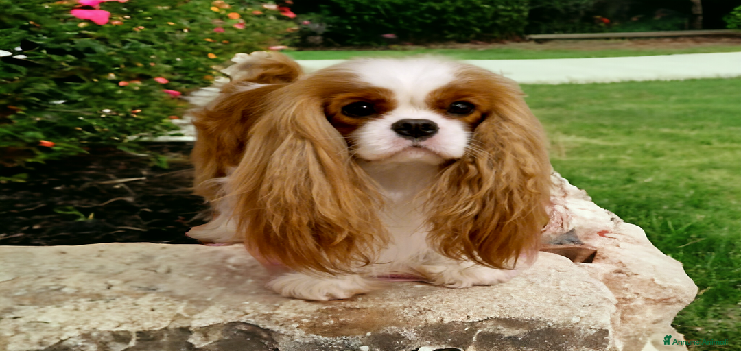 Immagine della galleria {{count}}