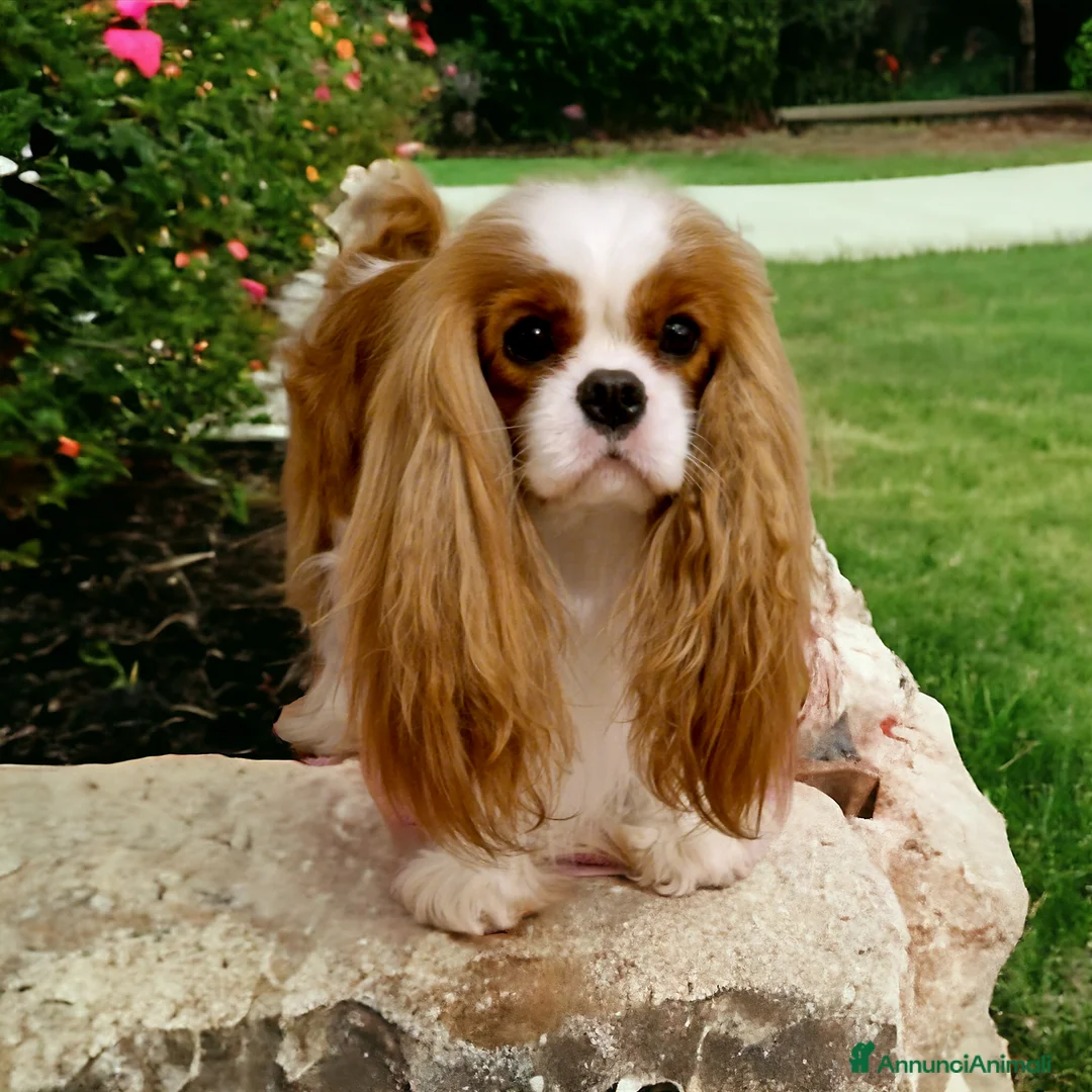 Immagine della galleria {{count}}