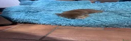 Shiba Inu cani in vendita: VENDITA SHIBA INU  - Annuncio 5