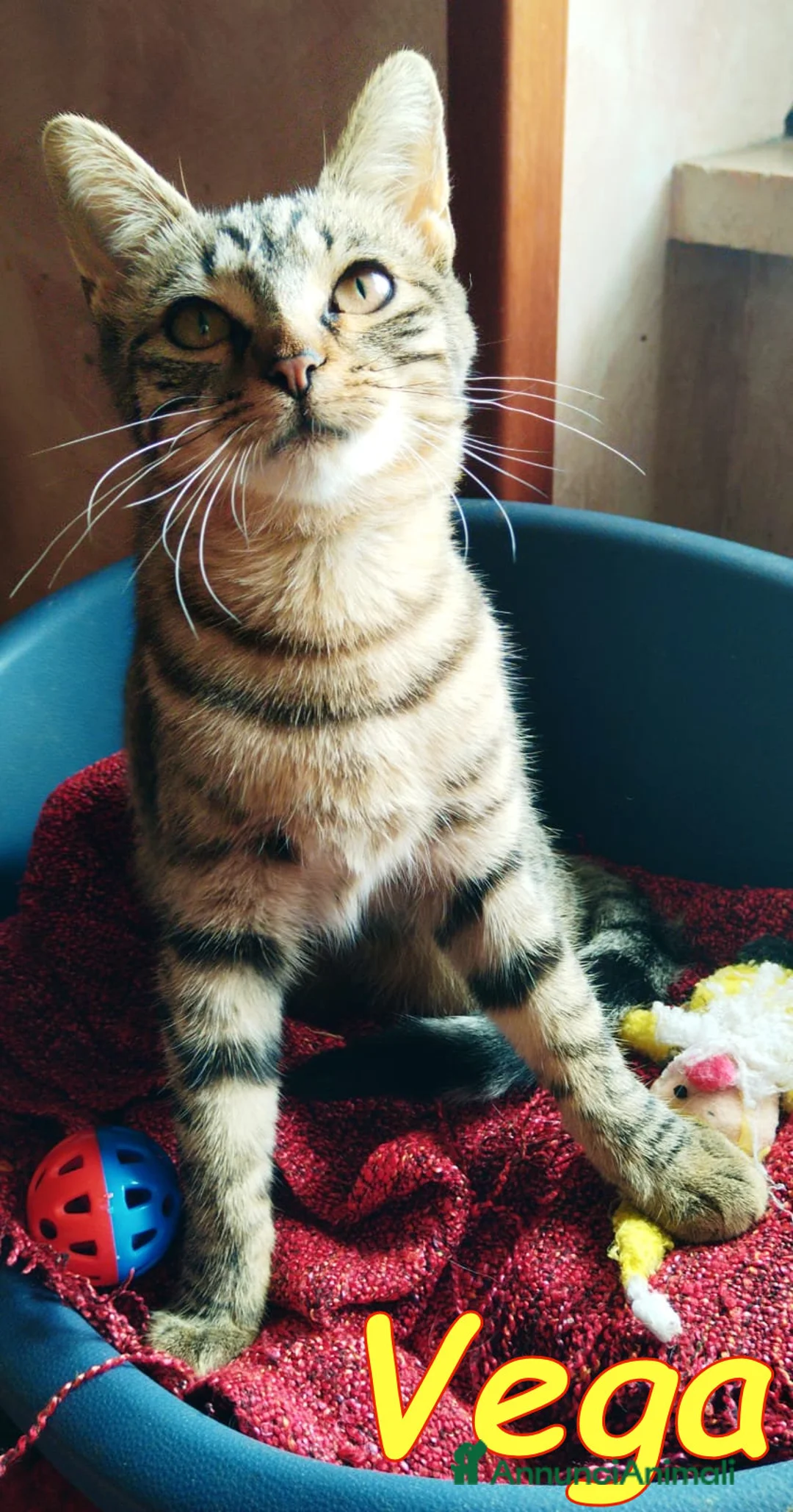 Europeo gatti in regalo: VEGA dolcissima gattina - Annuncio 4