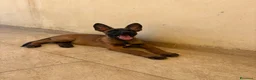Pastore Belga cani in vendita: Vendesi cuccioli di Pastore belga malinois - Annuncio 3