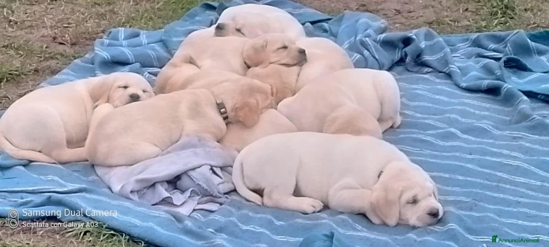 Labrador cani in vendita: Cuccioli di Labrador Retriever  - Annuncio 3