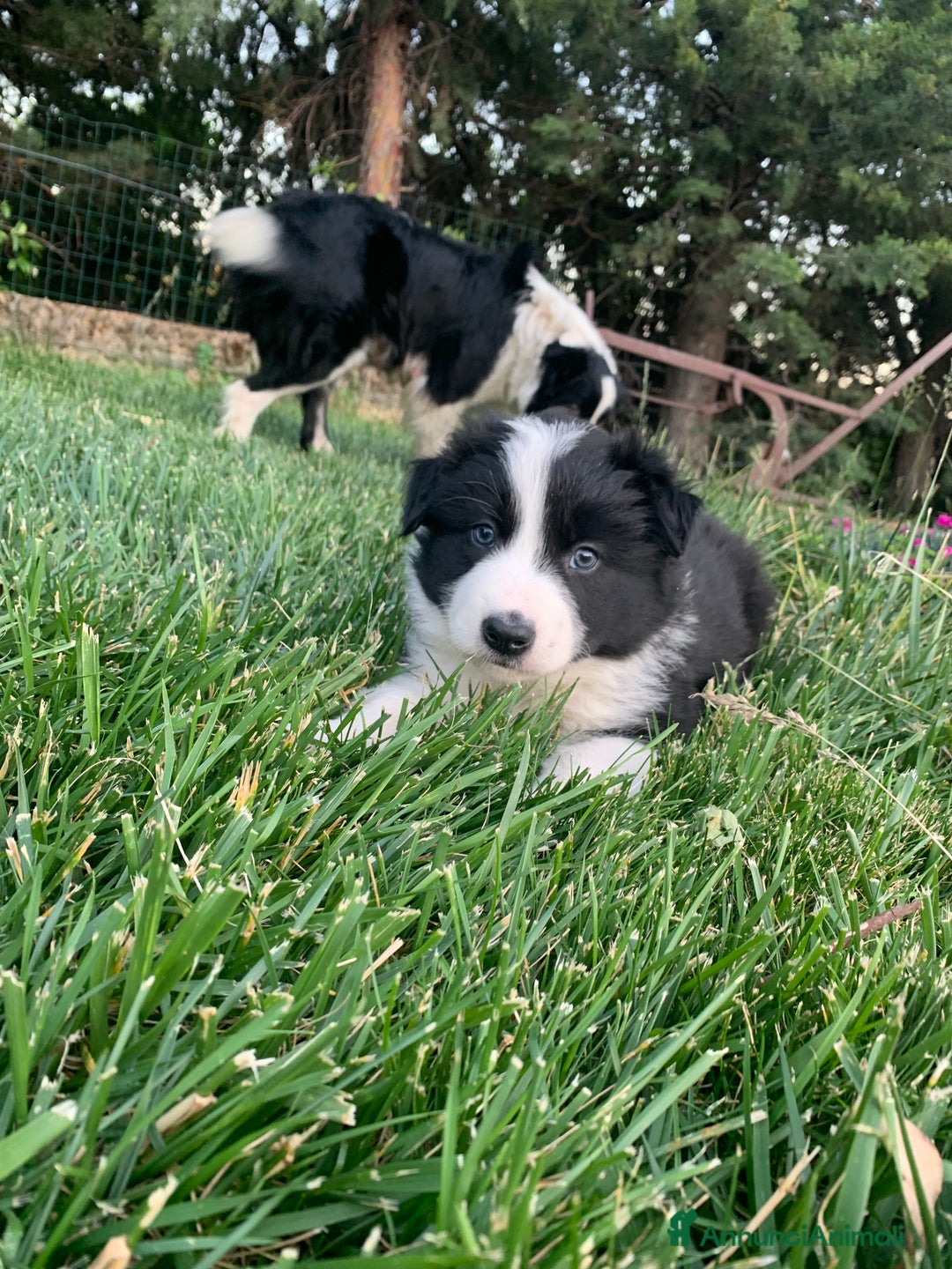 Border Collie cani in vendita: Border collie  a Provincia di Foggia - Immagine 6