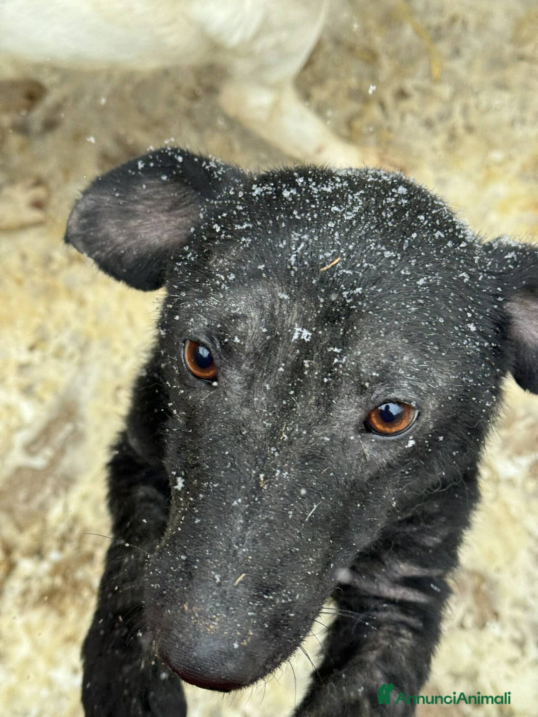 Meticcio cani in regalo: OHANA, scricciolina buonissima. DIMENTICATA. - Annuncio 4