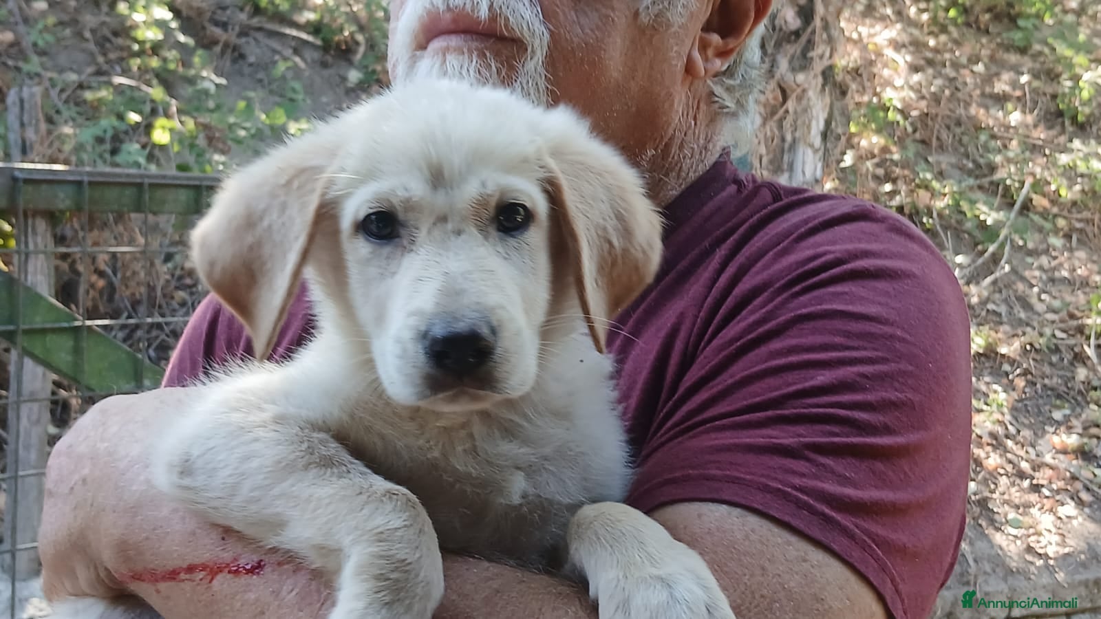 Meticcio cani IL SIMPATICO BACON TI STA ASPETTANDO, IN ADOZIONE - Annuncio 10