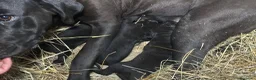 Cane Corso cani in vendita: Cuccioli neri di Cane Corso - Annuncio 11