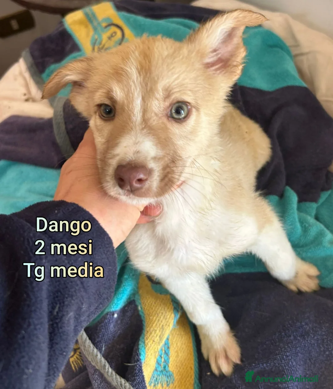 Meticcio cani in regalo: TANTI CUCCIOLI SOLI!  - Annuncio 2