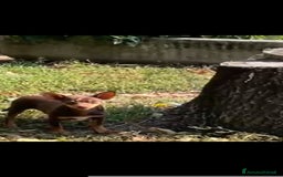 Altre razze gatti in vendita: Russian toy - Immagine 2