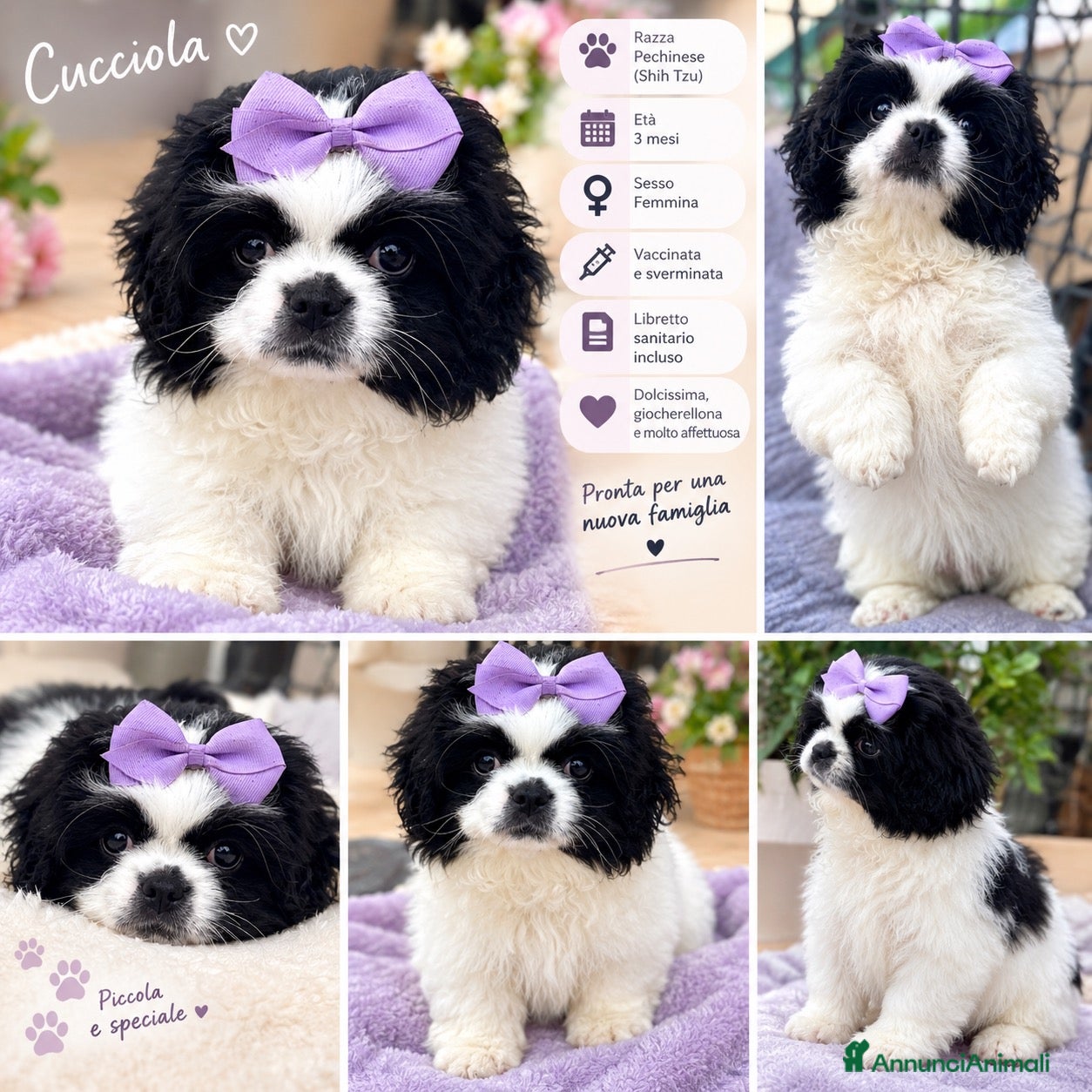 Pechinese cani Cucciola femmina pechinese - Annuncio 24