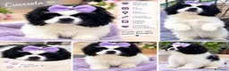 Pechinese cani in vendita: Cucciola femmina pechinese - Annuncio 1