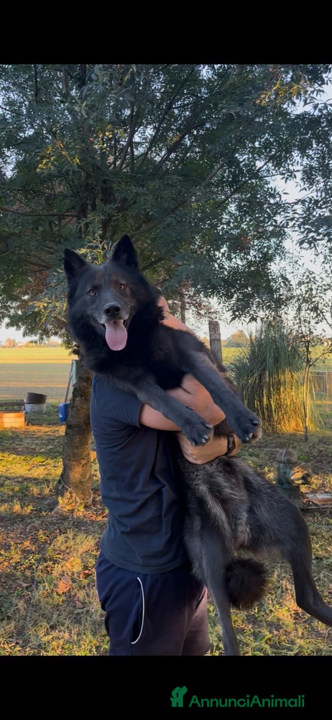 Lupo Cecoslovacco cani in vendita: Splendidi cuccioli di American Wolf  - Annuncio 4