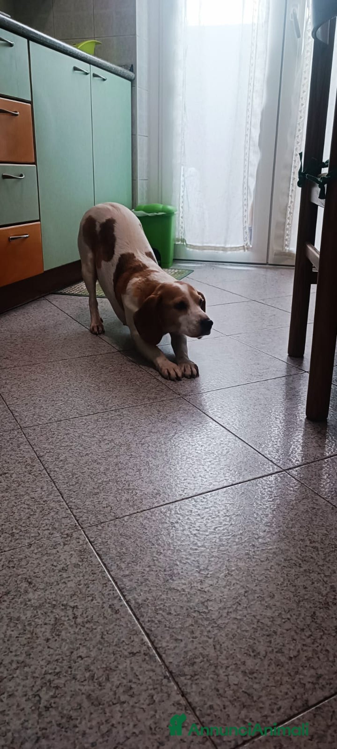 Beagle cani in regalo: Luna, Beagle femmina di 6 anni e mezzo cerca casa - Annuncio 7