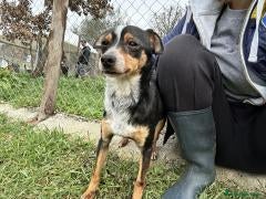 Meticcio cani Mr Otto - Annuncio 22