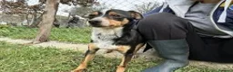 Meticcio cani in regalo: Mr Otto a Provincia di Salerno - Annuncio 1