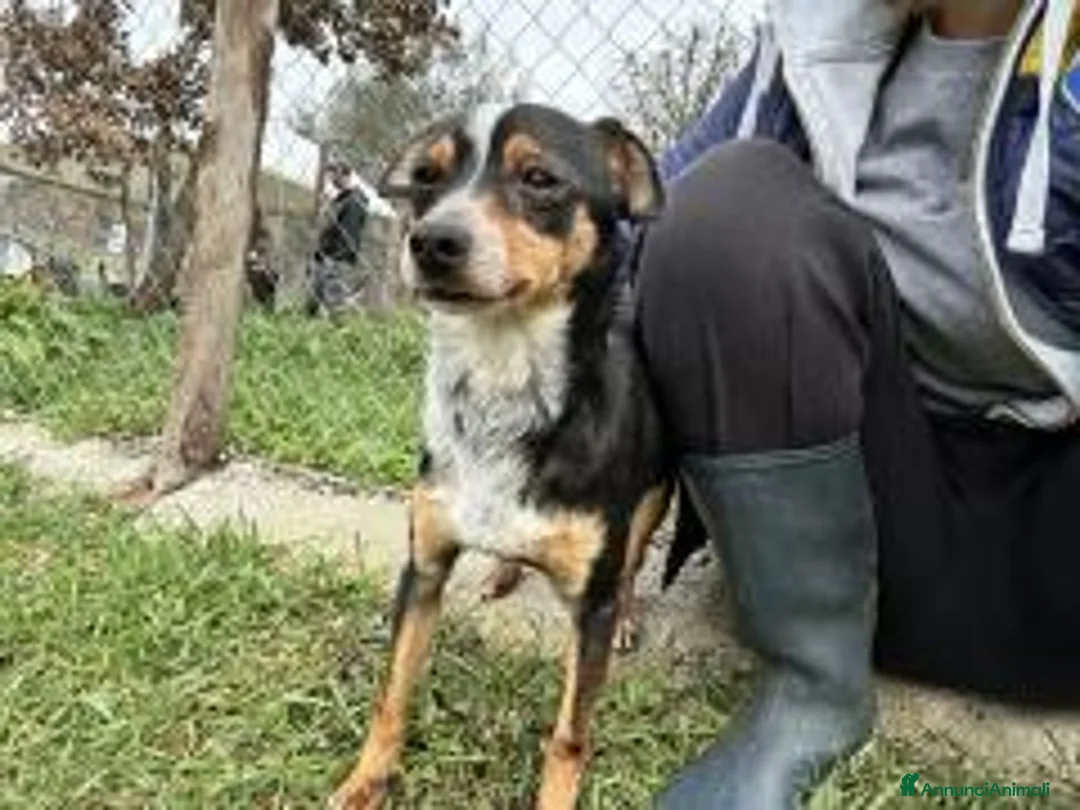 Meticcio cani in regalo: Mr Otto a Provincia di Salerno - Annuncio 1