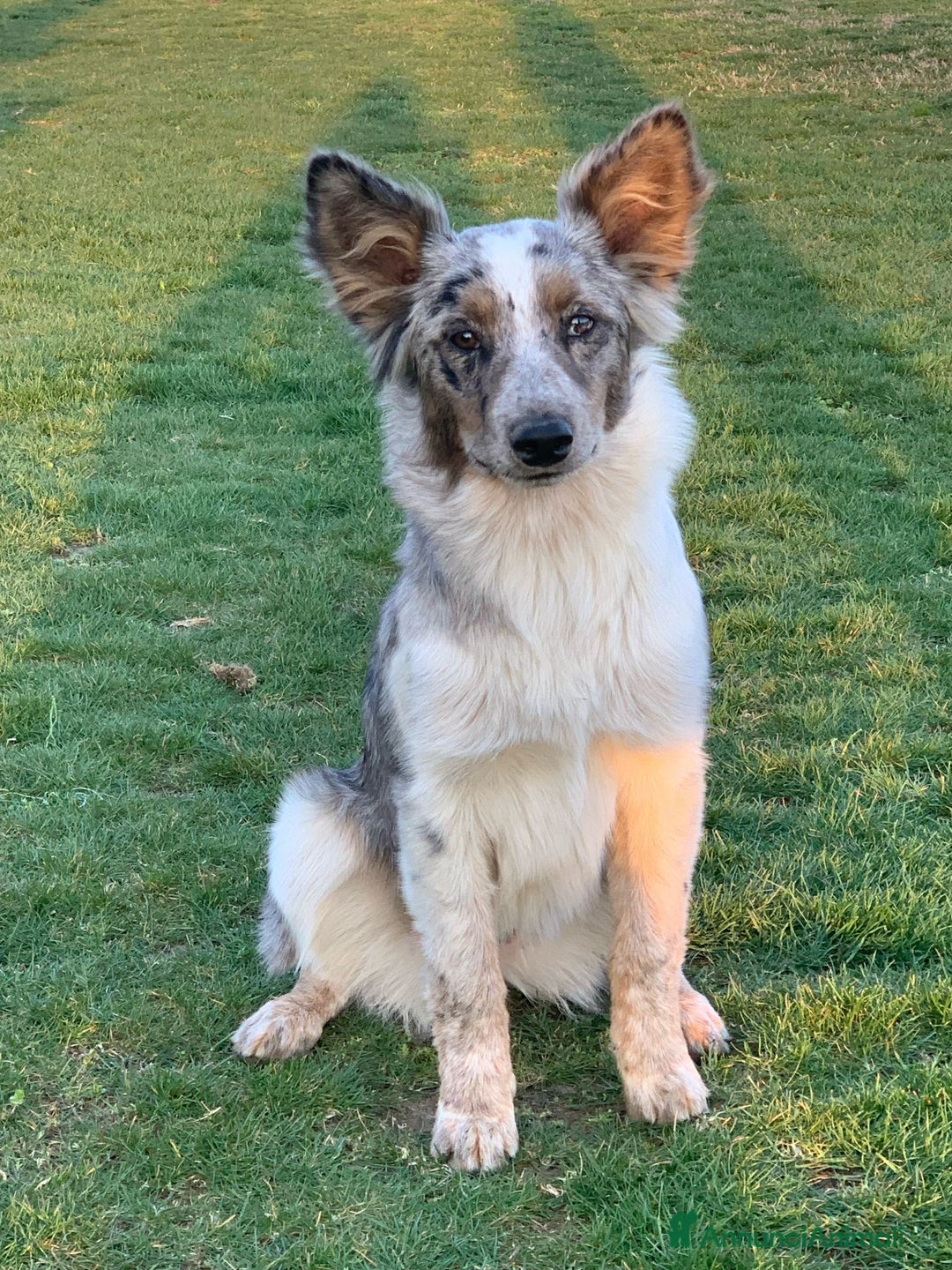 Bearded Collie cani in vendita: cuccioli border  - Annuncio 8