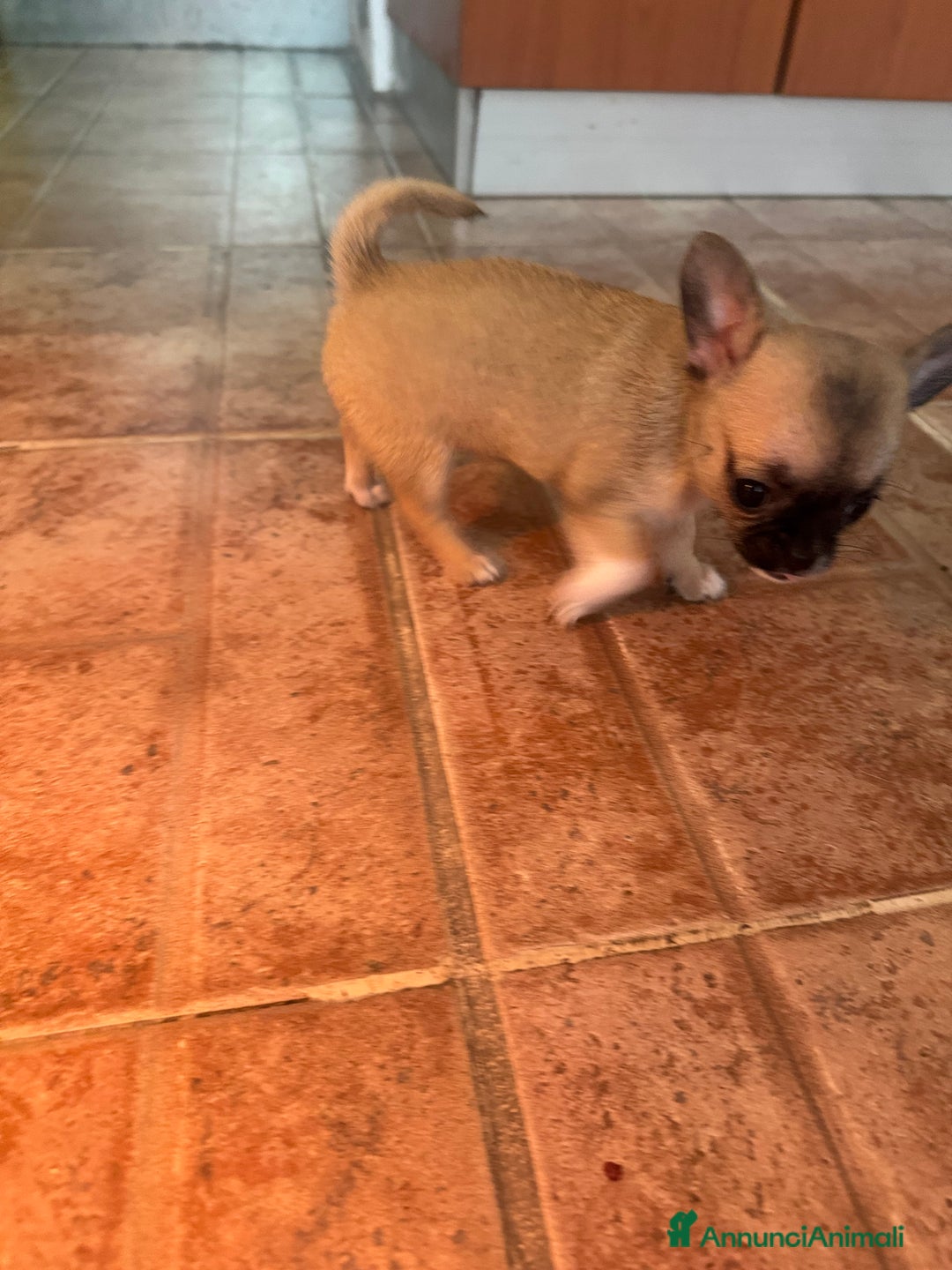 Chihuahua cani in vendita: Chihuahua - Annuncio 3