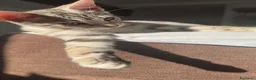 Bengala gatti in vendita: Cuccioli bengala  a Provincia della Spezia - Annuncio 16