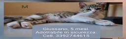 Meticcio gatti in regalo: Joy maschio  - Annuncio 1