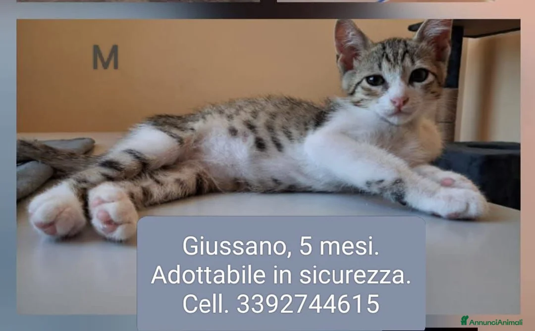 Meticcio gatti in regalo: Joy maschio  - Annuncio 1